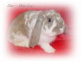 /album/filhotes-mini-lop/dior-24-04-11-jpg/